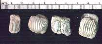 ptymar9a.jpg (4169 bytes)