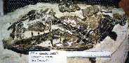 89encod3.jpg (5799 bytes)