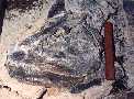 89xiph2a.jpg (3809 bytes)