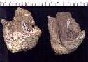 thrypt2a.jpg (2797 bytes)