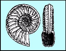 0ammonia.jpg (19204 bytes)