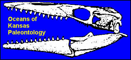 wpe9.jpg (22012 bytes)