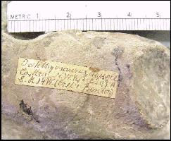 KU1325DA.jpg (13799 bytes)