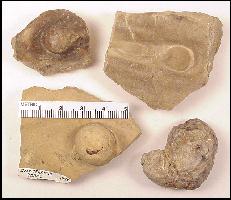 PEARLSA.jpg (11648 bytes)