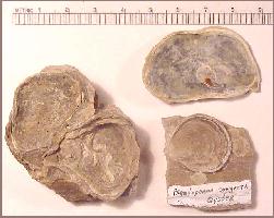 PSEUDOPA.jpg (12464 bytes)