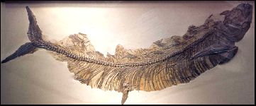 bmnsxipa.jpg (7100 bytes)