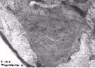 cooncr5a.jpg (3815 bytes)