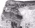 cooncr6a.jpg (3956 bytes)