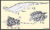 figure1a.jpg (5234 bytes)