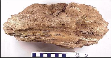 gnarly1a.jpg (23564 bytes)