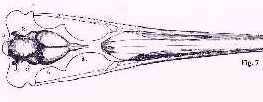 hesper7a.jpg (5218 bytes)