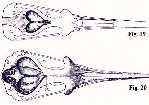 ichthy7a.jpg (4087 bytes)
