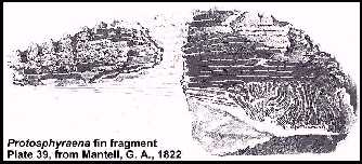 mantella.jpg (14478 bytes)