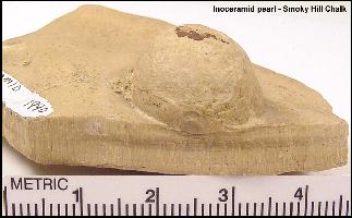 pearla.jpg (15060 bytes)