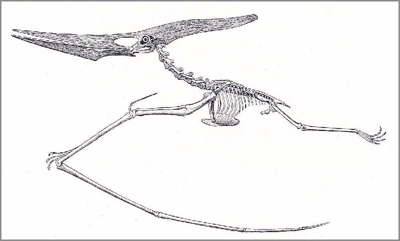 pterodn2.jpg (30925 bytes)