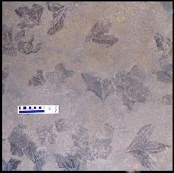 sassafr2.jpg (16738 bytes)