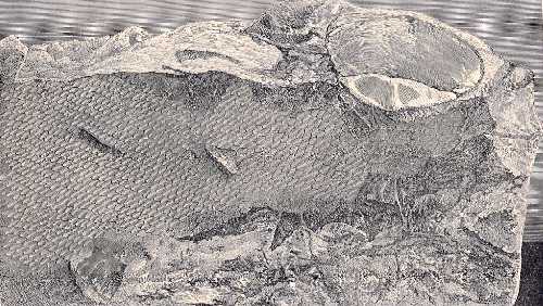 snowskia.jpg (42335 bytes)