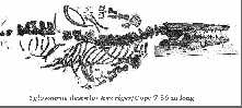 tubtylo2.jpg (6222 bytes)