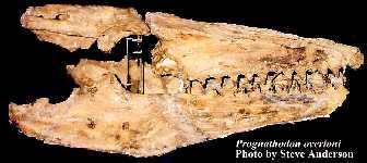 progna1a.jpg (10949 bytes)