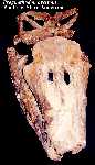 progna3a.jpg (3639 bytes)