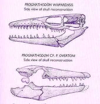 nz-prog1.jpg (23212 bytes)