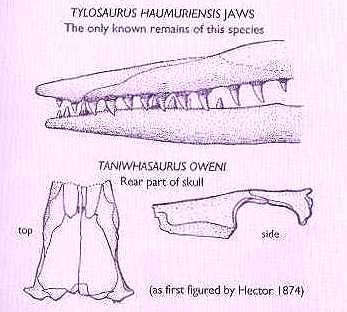 nz-tylo1.jpg (18327 bytes)