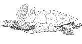 nzchel1a.jpg (3044 bytes)