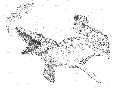 nzmosa5a.jpg (2159 bytes)
