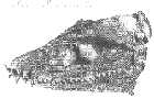 nzples2a.jpg (2957 bytes)