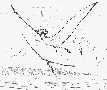 nzpter1a.jpg (2196 bytes)