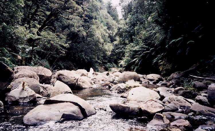 nzstrm1.jpg (89905 bytes)