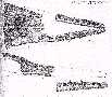 nztani1a.jpg (3016 bytes)