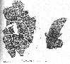 nztani2a.jpg (2618 bytes)