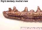 dentarya.jpg (3356 bytes)