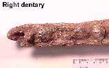 dentaryb.jpg (3344 bytes)
