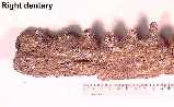 dentaryc.jpg (3577 bytes)