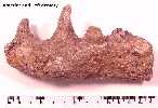 dentaryd.jpg (3459 bytes)