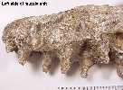 muzzle2a.jpg (3770 bytes)