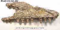 muzzle4a.jpg (4852 bytes)