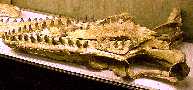 3393sd9a.jpg (5370 bytes)