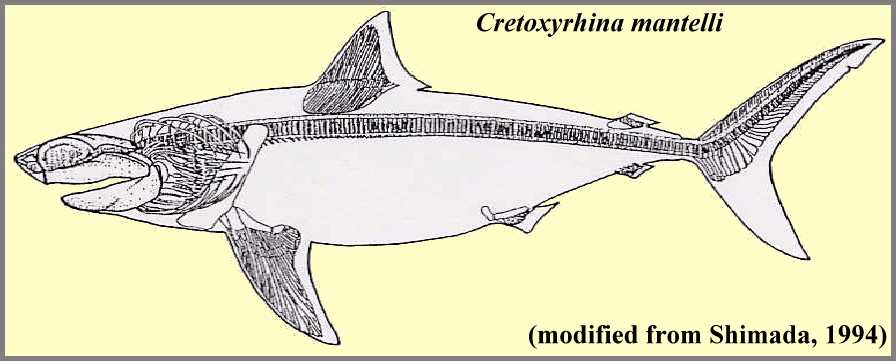 cretskel.jpg (40236 bytes)