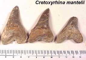 teeth01a.jpg (8712 bytes)