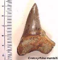 teeth02a.jpg (6093 bytes)