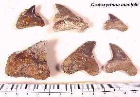teeth03a.jpg (10200 bytes)