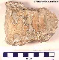 vertanta.jpg (7993 bytes)