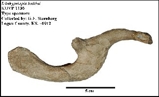 KUVP 1136Aa.jpg (14322 bytes)