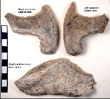 Ratfish1a.jpg (15317 bytes)