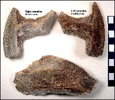 Ratfish2a.jpg (15849 bytes)