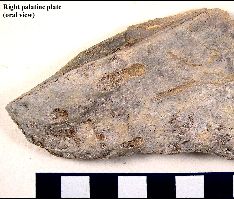 Ratfish3a.jpg (16195 bytes)