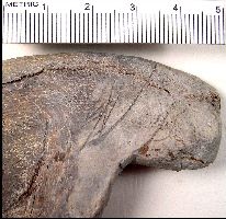 Ratfish4a.jpg (15039 bytes)